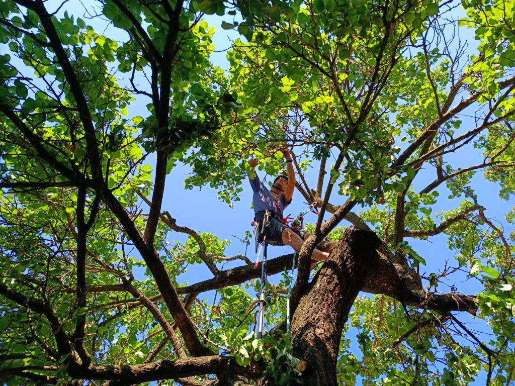 arboristika odstranovanie suchych konarov 1