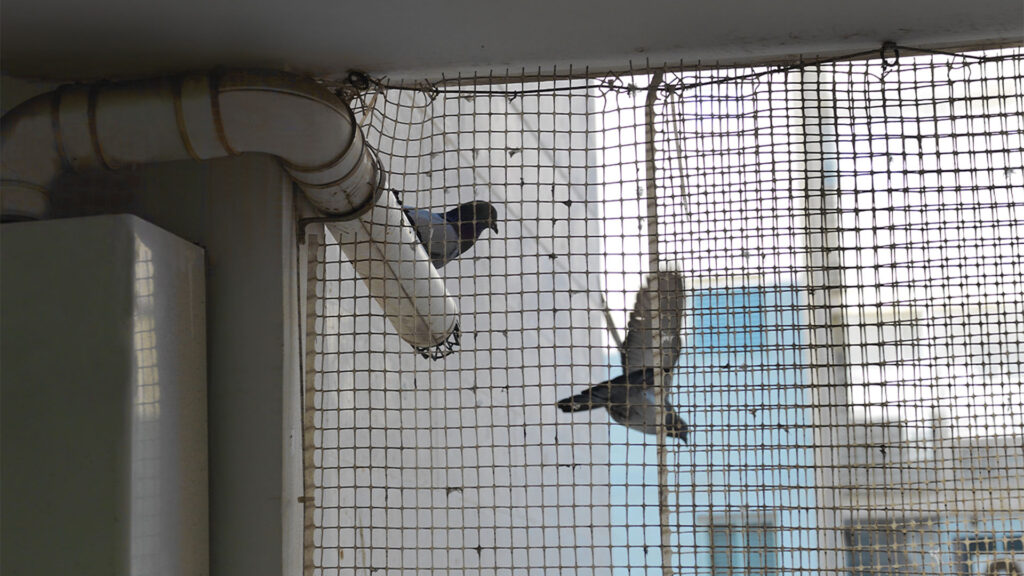 365hiservices siete proti holubom