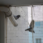 365hiservices siete proti holubom